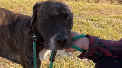 Illustration : La patience et l’amour d’une bénévole dévouée permettent à une chienne terrifiée par les humains de réapprendre à leur faire confiance (vidéo)