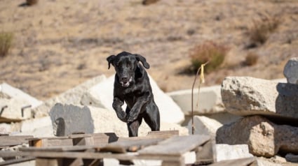 Illustration : D’anciens chiens de refuge deviennent des héros en aidant aux recherches et aux sauvetages après les incendies