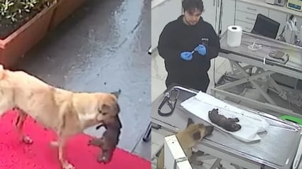 Illustration : Une chienne errante emmène son chiot inanimé chez le vétérinaire qui constate que son petit coeur bat encore et se donne pour mission de le sauver (vidéo)