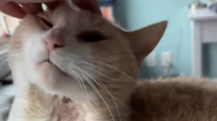 Illustration : Un chat âgé s'inflige des blessures suite au départ de son humaine préférée (vidéo)