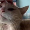 Illustration : Un chat âgé s'inflige des blessures suite au départ de son humaine préférée (vidéo)