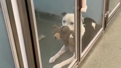 Illustration : Venant de perdre sa propriétaire et sa maison, ce chien s’accroche à sa peluche et attend son prochain foyer (vidéo)