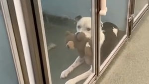 Illustration : Venant de perdre sa propriétaire et sa maison, ce chien s’accroche à sa peluche et attend son prochain foyer (vidéo)