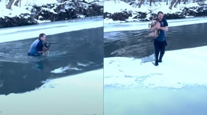 Illustration : Un chien en fugue tombe dans une rivière gelée et risque la noyade jusqu’à l’intervention courageuse d’un père de famille (vidéo)