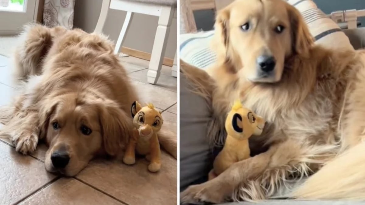 Illustration : "Ce Golden Retriever qui adore les peluches ne joue qu’avec celles qui ont la même particularité physique que lui (vidéo)"