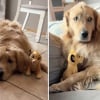 Illustration : Ce Golden Retriever qui adore les peluches ne joue qu’avec celles qui ont la même particularité physique que lui (vidéo)