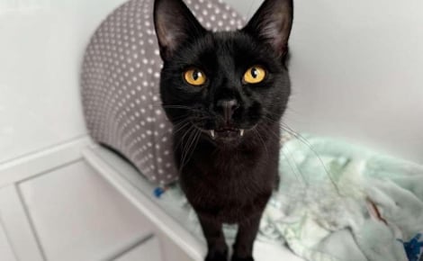 Un chat noir ressemblant à un vampire attend depuis 120 jours de poser la patte dans la famille idéale