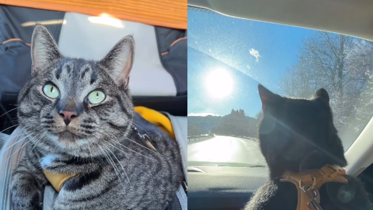 Illustration : "Ce chat fait la fierté de sa famille en affichant un comportement exemplaire pendant un trajet en voiture de 10 heures (vidéo)"