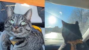 Illustration : "Ce chat fait la fierté de sa famille en affichant un comportement exemplaire pendant un trajet en voiture de 10 heures (vidéo)"