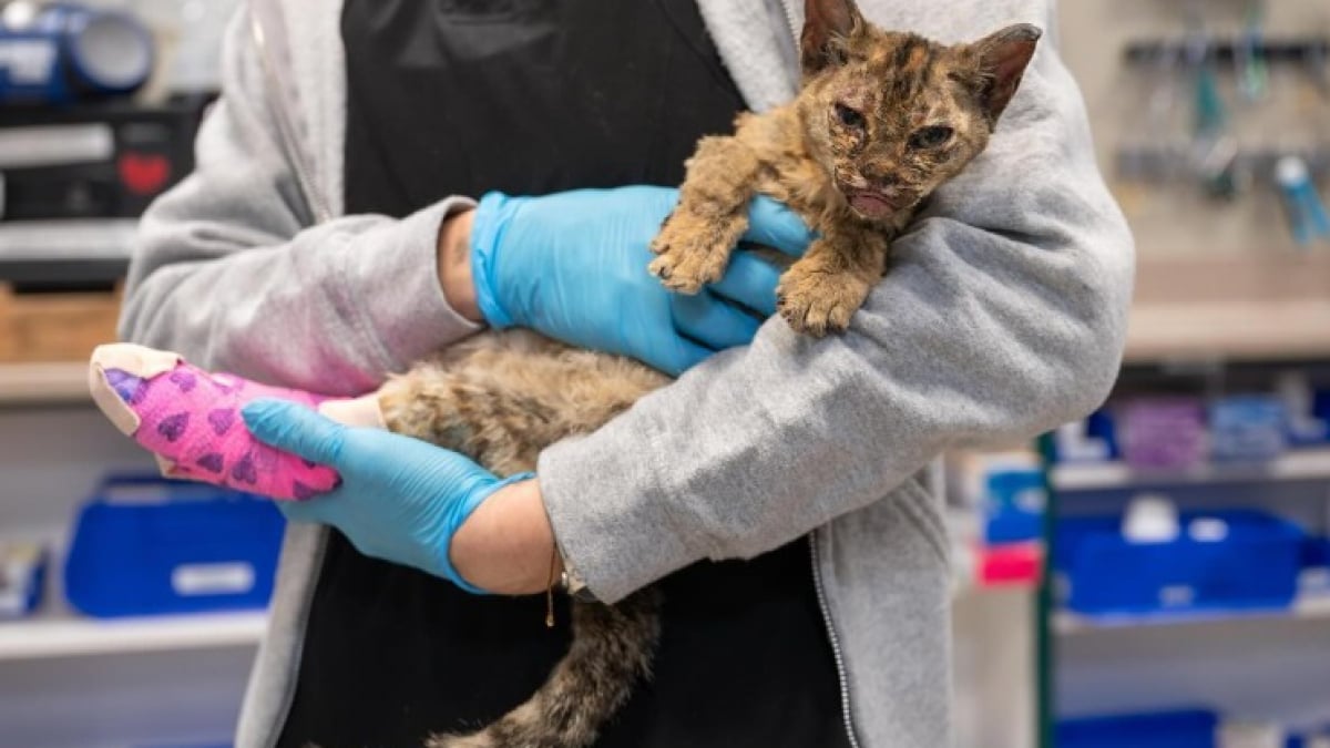 Illustration : "Victime des incendies, un chaton de 4 mois sauvé des cendres entame un lent rétablissement"