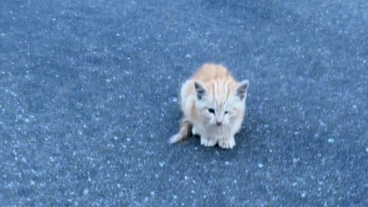 Illustration : "Choisie par le « système de distribution des chats », une femme accepte sa mission et sauve un chaton du trafic routier (vidéo)"