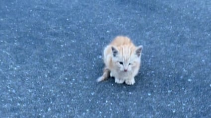 Illustration : Choisie par le « système de distribution des chats », une femme accepte sa mission et sauve un chaton du trafic routier (vidéo)