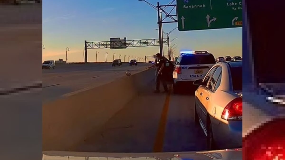 Illustration : "Un chat se tenant dangereusement sur la glissière de sécurité d'une autoroute doit la vie et un nouveau départ à une policière vigilante (vidéo)"