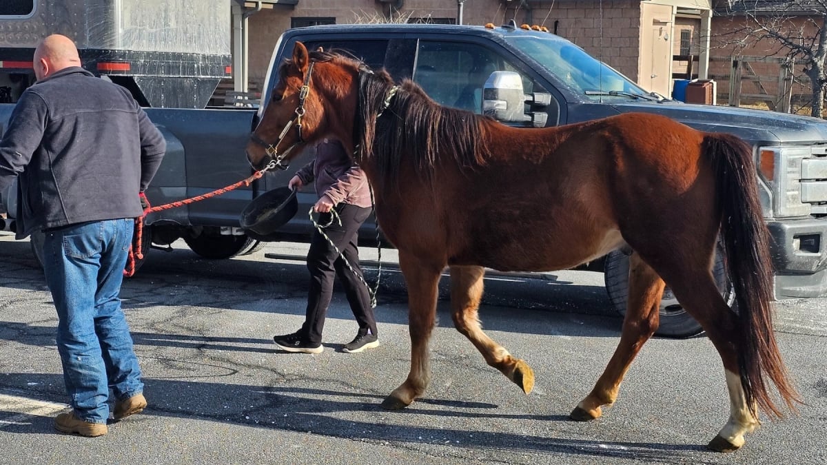 Illustration : "Des sauveteurs aident un cheval et 4 chèvres victimes de négligence à entrevoir un avenir meilleur"