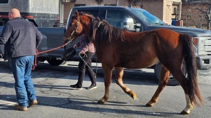 Illustration : Des sauveteurs aident un cheval et 4 chèvres victimes de négligence à entrevoir un avenir meilleur