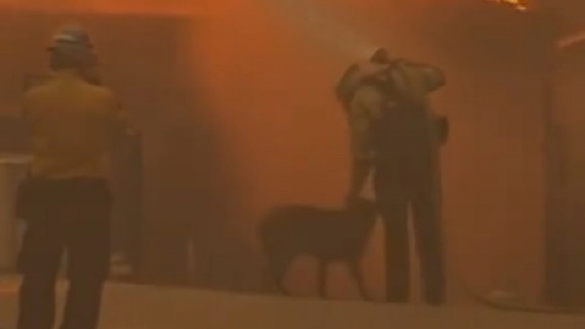 Illustration : "En pleine action pour éteindre un incendie, ce pompier fait de son mieux pour rassurer un chien terrorisé (vidéo) "