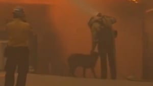 Illustration : "En pleine action pour éteindre un incendie, ce pompier fait de son mieux pour rassurer un chien terrorisé (vidéo) "