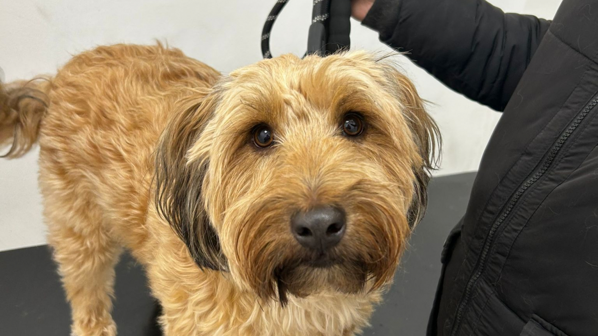 Illustration : "Un chien finit à l’hôpital à cause d’une balle qui n’était en réalité pas un jouet, mais un objet bien plus dangereux "