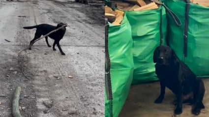 Illustration : Ce chien a l'embarras du choix en matière de bâtons et fait des jaloux parmi ses congénères grâce à l'entreprise de ses maîtres (vidéo)