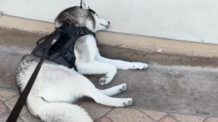 Illustration : Un Husky fait savoir à sa propriétaire qu'il ne veut pas rentrer à la maison en s'allongeant en pleine rue (vidéo)