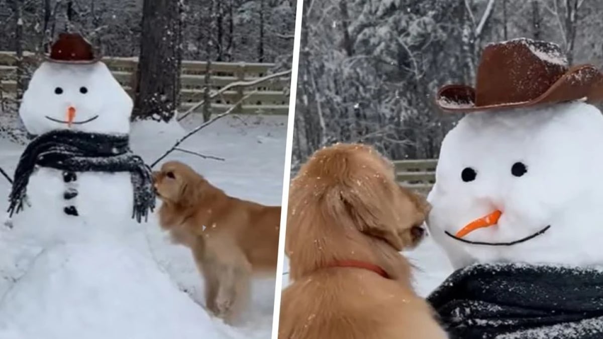 Illustration : "Malgré des débuts prometteurs, la première rencontre de ce Golden Retriever avec un bonhomme de neige ne se déroule pas aussi bien que prévu (vidéo)"