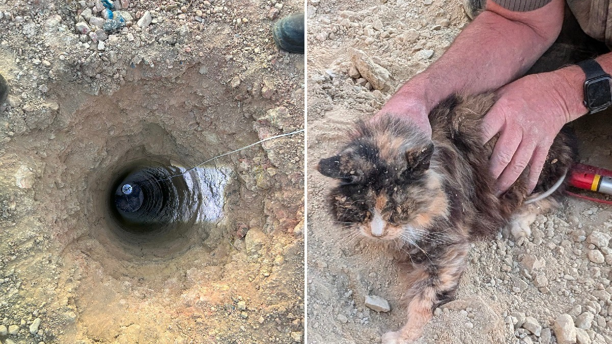 Illustration : "Un sauveteur bénévole improvise un plan pour secourir 2 chats tombés dans un trou profond de 4 mètres"