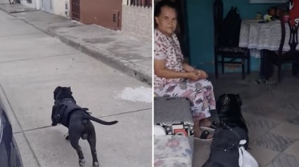 Illustration : Une dame trop âgée pour aller au magasin peut compter sur son chien qui joue volontiers le rôle de coursier (vidéo)