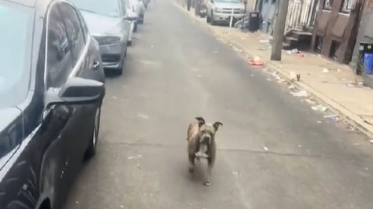 Illustration : "Un chien qui a sauté par la fenêtre d’une maison condamnée se précipite dans la rue pour échapper à son destin (vidéo) "