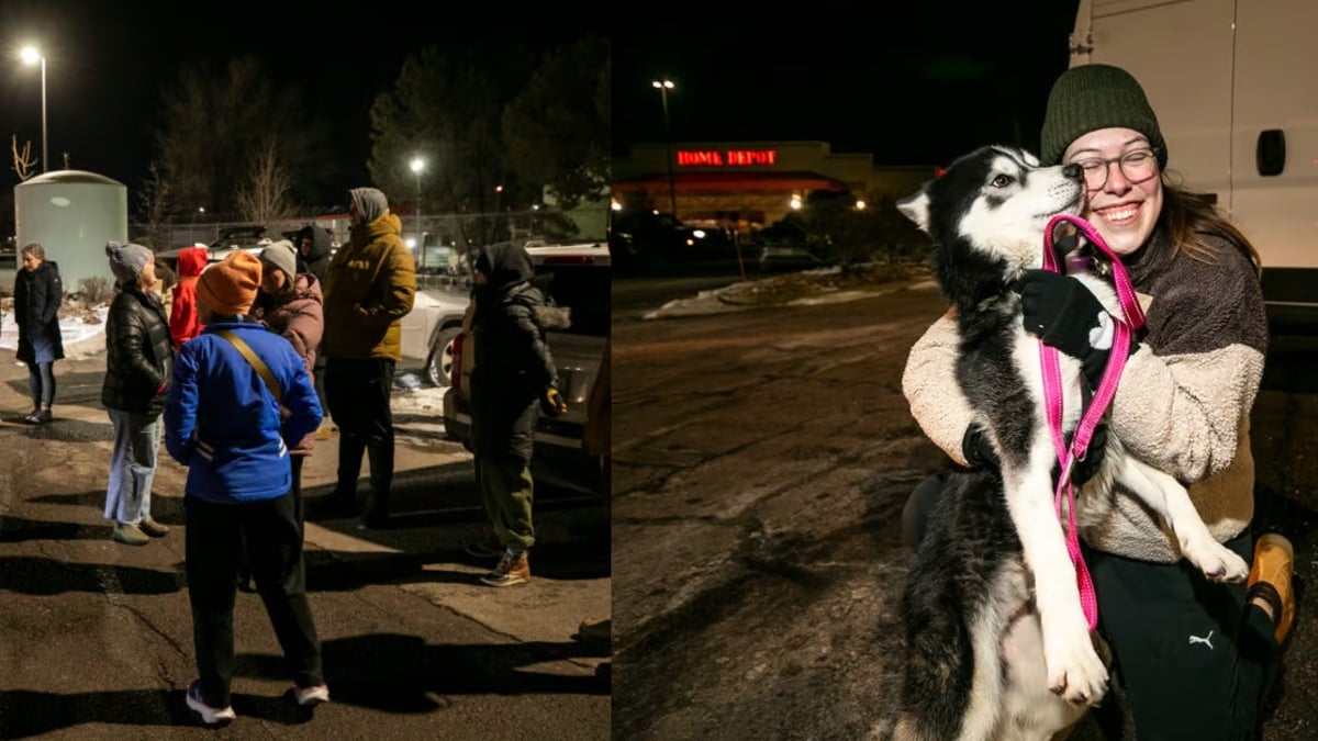 Illustration : "Nouveau départ au bout d'un long voyage pour 13 chiens de refuges fuyant les incendies"