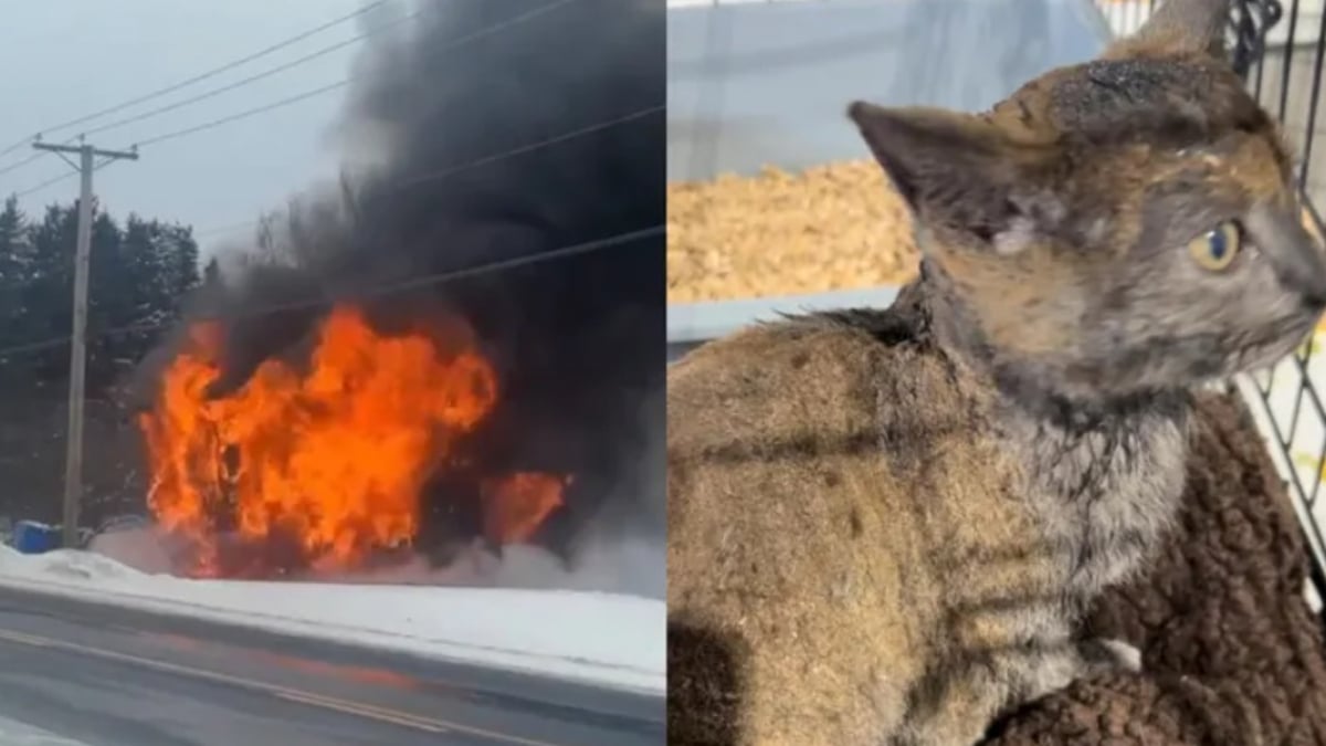 Illustration : "Un chaton de 4 mois survit miraculeusement à l’incendie dévastateur de sa maison"