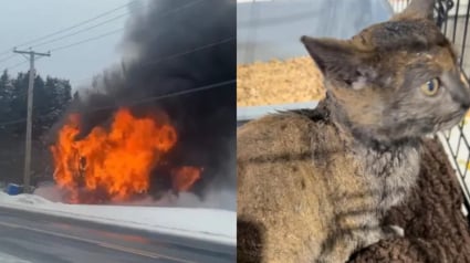 Illustration : Un chaton de 4 mois survit miraculeusement à l’incendie dévastateur de sa maison