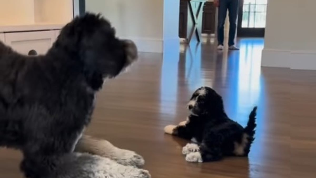 Illustration : "La toute première rencontre entre un chien adulte et son nouveau 