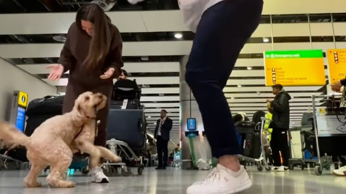 Illustration : "Un Goldendoodle rejoint ses parents à l’aéroport et ne peut pas contenir sa joie lorsqu’il les aperçoit (vidéo)"