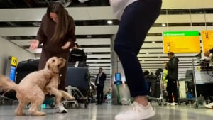 Illustration : "Un Goldendoodle rejoint ses parents à l’aéroport et ne peut pas contenir sa joie lorsqu’il les aperçoit (vidéo)"