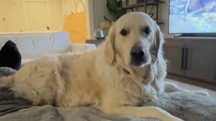 Illustration : Doué d’une intelligence émotionnelle hors normes, ce Golden Retriever réagit aux bébés animaux qu’il voit à la télévision (vidéo)