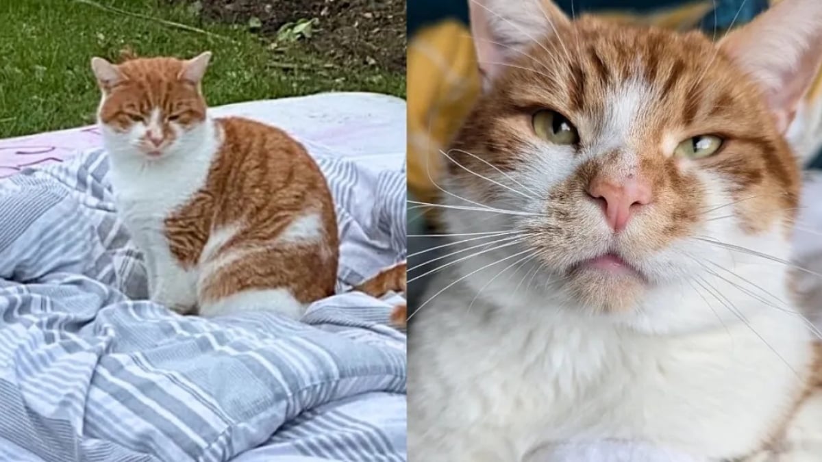 Illustration : "Ce chat qui dormait autrefois sur un matelas dehors trouve un foyer et réalise son rêve"