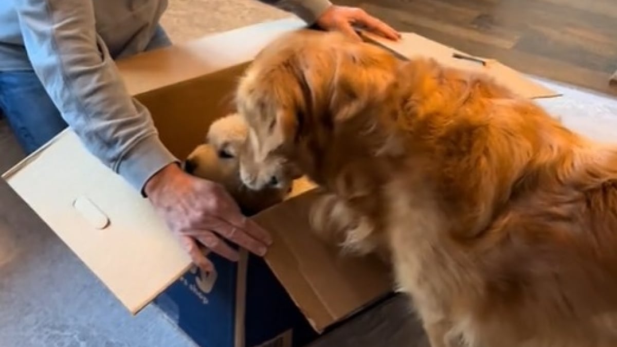 Illustration : "Pour réparer le cœur de son Golden Retriever endeuillé, une famille lui offre le plus beau des cadeaux (vidéo) "