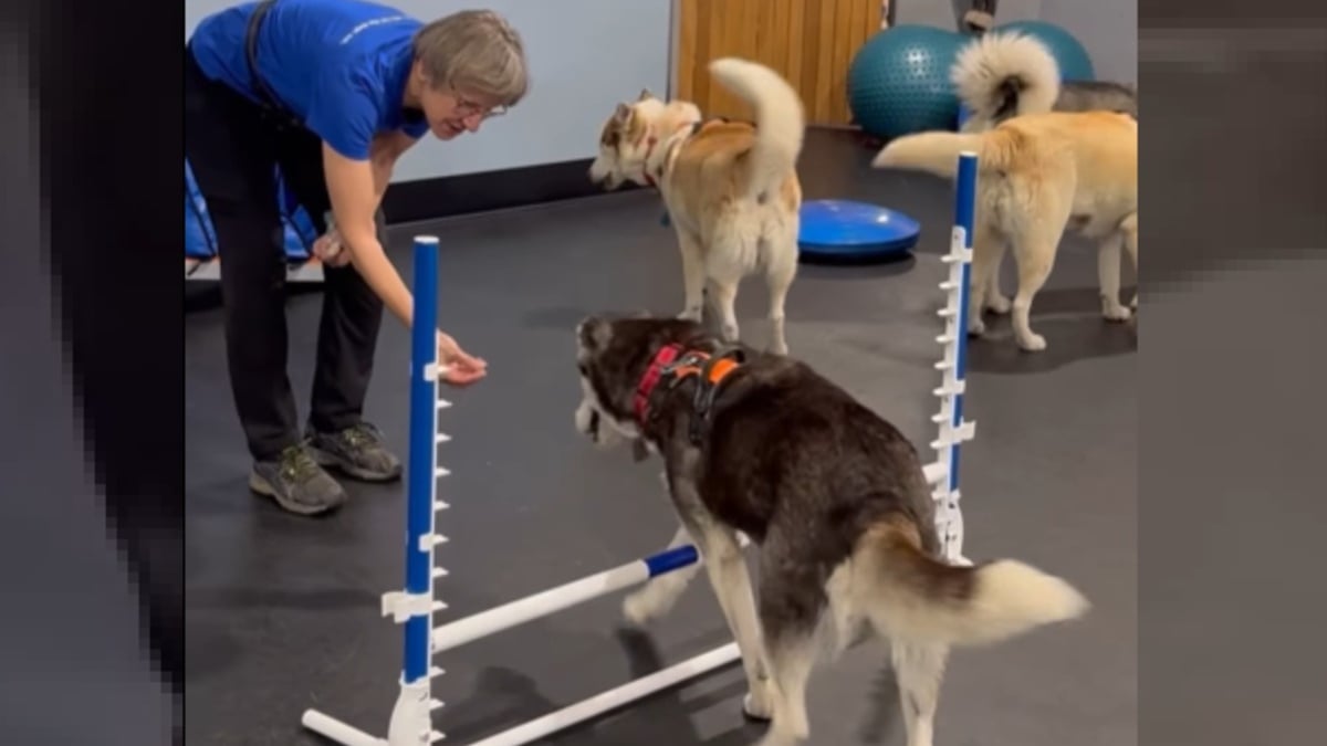 Illustration : "Les chiens de ce refuge ont droit à des séances d'agility qui leur permettent de s'amuser et de se dépenser en attendant l'adoption (vidéo)"