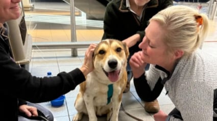 Illustration : Les nouvelles sont très bonnes pour Nelly, cette chienne qui implorait l’attention des visiteurs au refuge depuis 5 ans