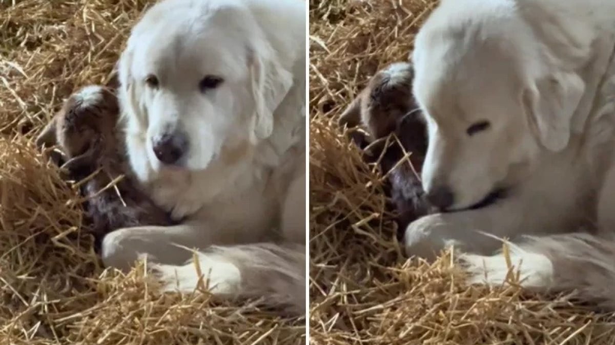 Illustration : "Cette Chienne de montagne des Pyrénées veille sur un chevreau né avant le terme et soulage ainsi sa maman fatiguée (vidéo)"