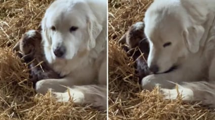 Illustration : Cette Chienne de montagne des Pyrénées veille sur un chevreau né avant le terme et soulage ainsi sa maman fatiguée (vidéo)