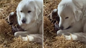 Illustration : "Cette Chienne de montagne des Pyrénées veille sur un chevreau né avant le terme et soulage ainsi sa maman fatiguée (vidéo)"