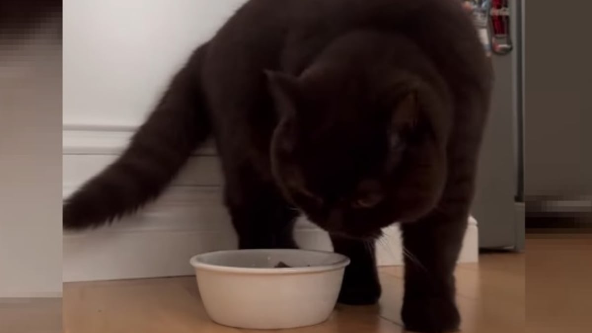 Illustration : "La réaction d'un chat s'étant vu proposer de nouvelles croquettes laisse sa propriétaire perplexe (vidéo)"