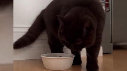 Illustration : La réaction d'un chat s'étant vu proposer de nouvelles croquettes laisse sa propriétaire perplexe (vidéo)