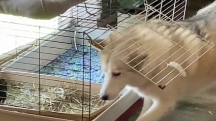 Illustration : Un Husky veut saluer le lapin qui vient de s’installer chez lui et n’hésite pas à s’introduire dans la cage (vidéo)