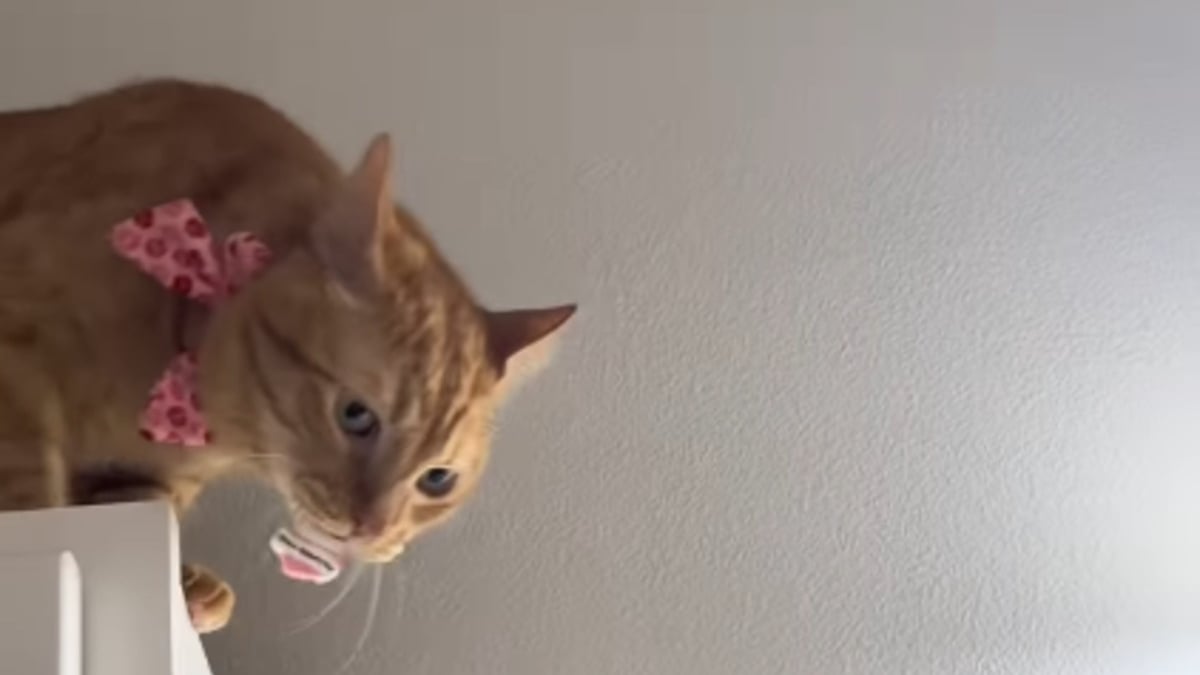 Illustration : "Ce chat affamé fait savoir à sa propriétaire que se brosser les dents avant de lui servir son petit déjeuner est une faute impardonnable (vidéo)"