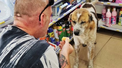 Illustration : Un chien errant terrifié par un feu d'artifice se réfugie dans un magasin où un client se prend d'affection pour lui