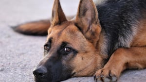 Illustration : Cette femme pensait passer une journée ordinaire jusqu’à ce que son chien découvre un chiot abandonné dans leur jardin