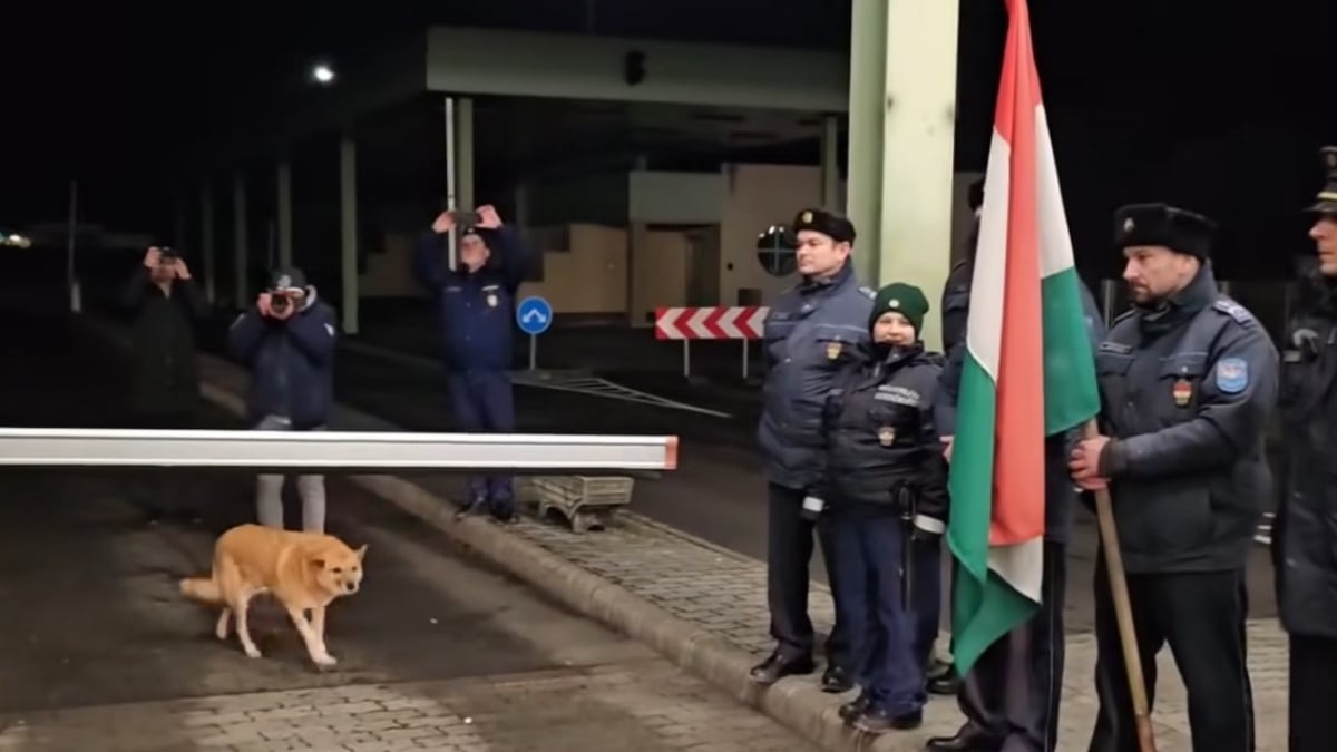 Illustration : "Un chien errant traverse symboliquement un poste-frontière en pionnier sous les applaudissements des gardes (vidéo)"