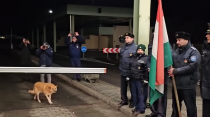 Illustration : Un chien errant traverse symboliquement un poste-frontière en pionnier sous les applaudissements des gardes (vidéo)